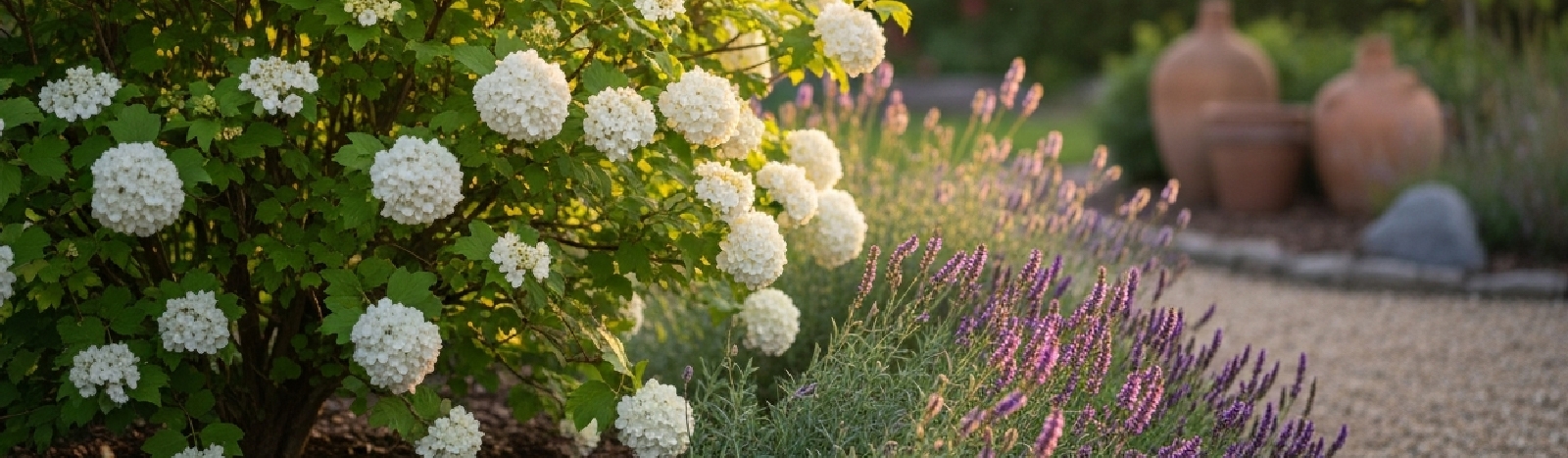 Le Viburnum : variétés, taille et maladies fréquentes